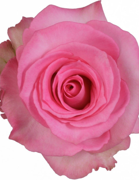 Priceless Pink Rose 50 / 75 / 100 / 200 stems