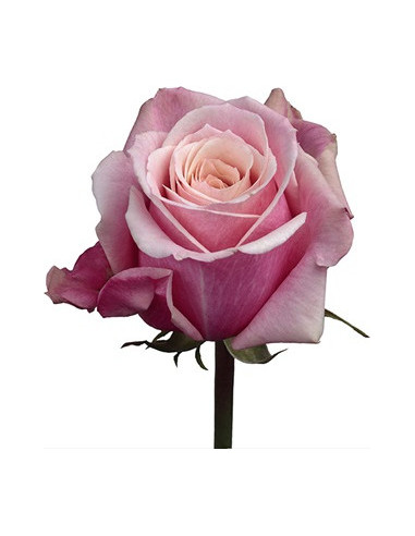 Panama Pink Roses | Bright Medium‑Pink Roses Wholesale Bulk