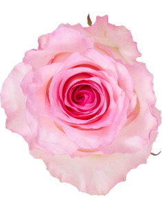 Mandala Pink Roses | Soft Romantic‑Pink Roses Wholesale Bulk