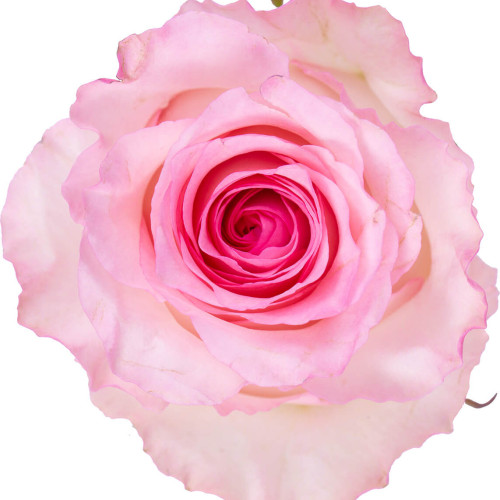 Mandala Pink Rose