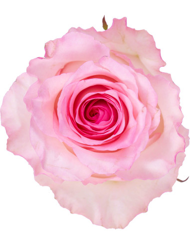 Mandala Pink Roses | Soft Romantic‑Pink Roses Wholesale Bulk