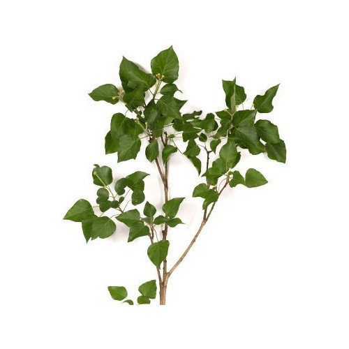 Bush Ivy Green 5 bunches