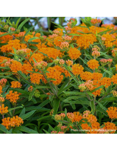 Asclepias Orange 5 or 10 bunches