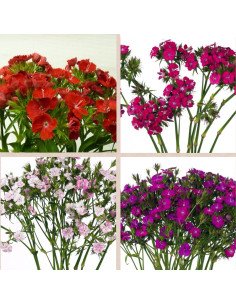 Dianthus By the Box 10 Bunches 2
