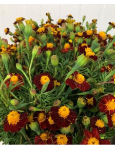 Marigolds French 6 bunches