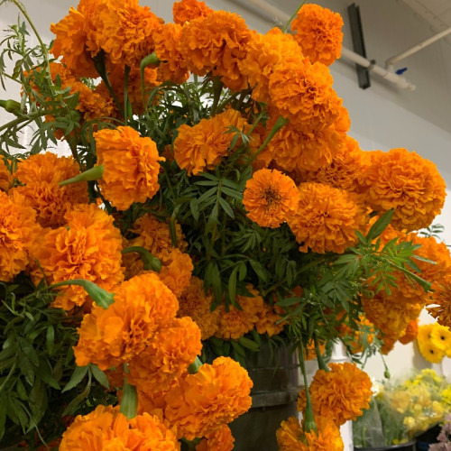 Marigolds Orange 7 bunches