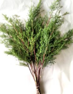 Cedar Christmas Green 50 stems