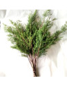 Cedar Christmas Green 50 stems