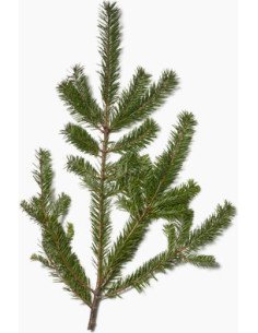 Douglas Fir Christmas Green 50 stems