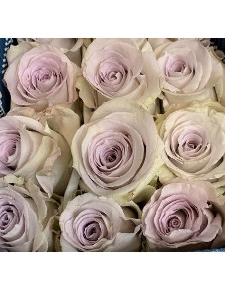 Andrea Lavender Rose 50 / 75 / 100 / 200 stems