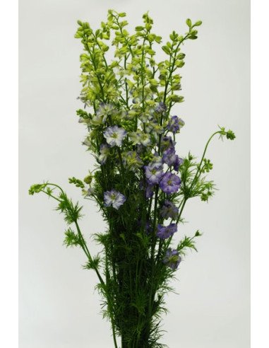 Larkspur