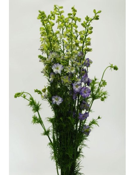 Larkspur