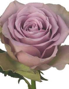 Tiara Lavender Rose