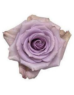 Star Platinum Lavender Rose 50 / 100 / 200 stems
