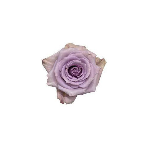 Star Platinum Lavender Rose 50 / 75 / 100 / 200 stems