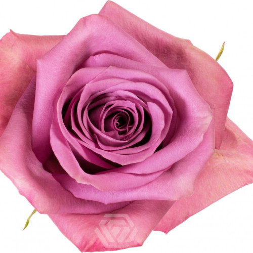Piacere Lavender Rose 50 / 75 / 100 / 200 stems