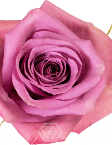 Piacere Lavender Rose 50 / 75 / 100 / 200 stems