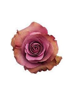 Govinda Lavender Rose 50 / 100 / 200 stems