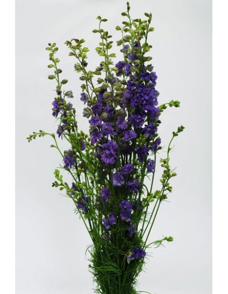Larkspur