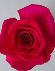 Queenberry Dark Pink  Roses