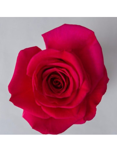 Queenberry Dark Pink Roses | Vivid Dark‑Pink Roses Wholesale & Bulk