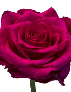 Pink Explorer Dark Pink  Roses