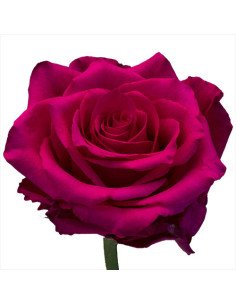 Pink Explorer Dark Pink  Roses 50 / 100 / 200 stems