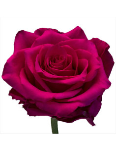 Pink Explorer Dark Pink Roses | Vivid Dark‑Pink Roses Wholesale & Bulk