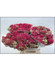Achillea “Yarrow” Paprika 60cm – Wholesale & Bulk (75 Stems)