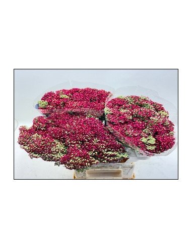 Achillea "Yarrow" Paprika 60cm 75 stems