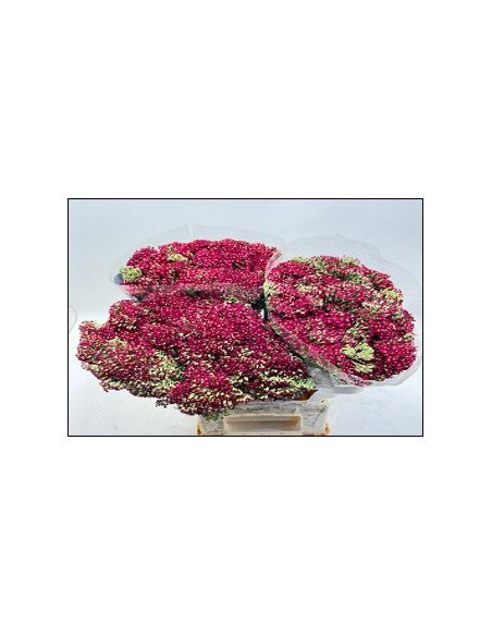 Achillea "Yarrow" Paprika 60cm 75 stems