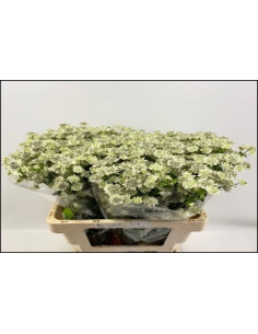 Wholesale Astrantia Million Stars - 100 Stems White | Florasource