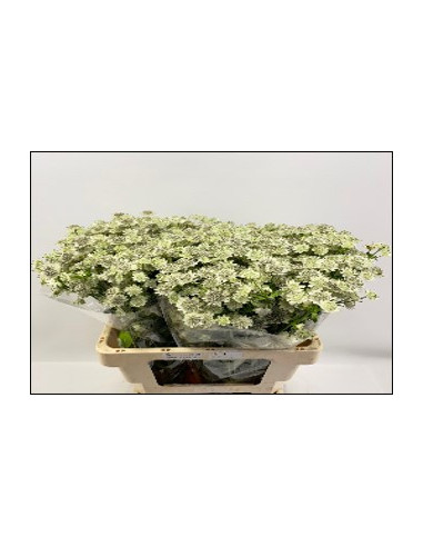 Wholesale Astrantia Million Stars - 100 Stems White | Florasource