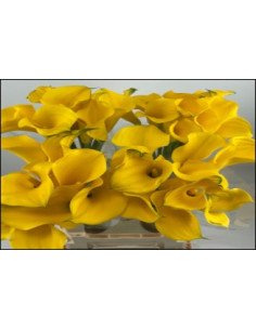 Calla Mini "Gold Medal" 50cm 80 stems