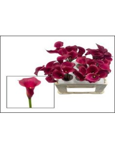 Calla Mini “Red Charm” – 50cm, 80 Stems | Premium Wholesale Calla Lilies