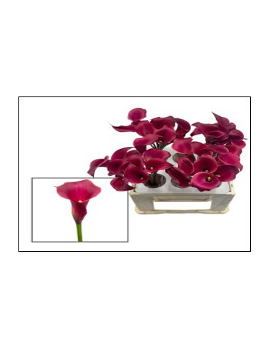 Calla Mini “Red Charm” – 50cm, 80 Stems | Premium Wholesale Calla Lilies