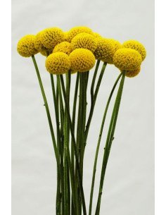 Craspedia (Billy Balls)