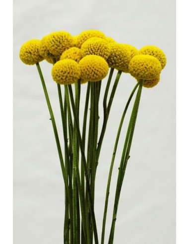 Craspedia (Billy Balls)