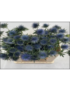 Wholesale Eryngium Magnetar Qstar - 60 Stems Bulk | Florasource 2