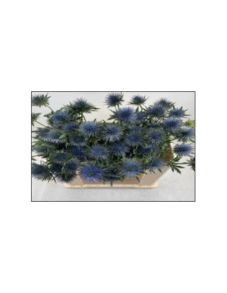Wholesale Eryngium Magnetar Qstar - 60 Stems Bulk | Florasource