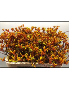 Wholesale Kangaroo Paws Sunset - 100 Stems Bulk | Florasource