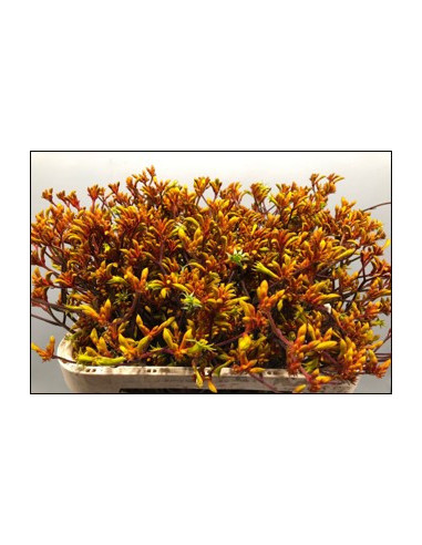 Wholesale Kangaroo Paws Sunset - 100 Stems Bulk | Florasource