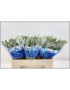 Veronica "Caya" White 150 stems
