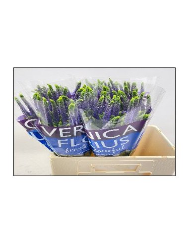 Veronica Flowers in Bulk | 140‑Stem Pack in Pink, White, Purple, or Assorted