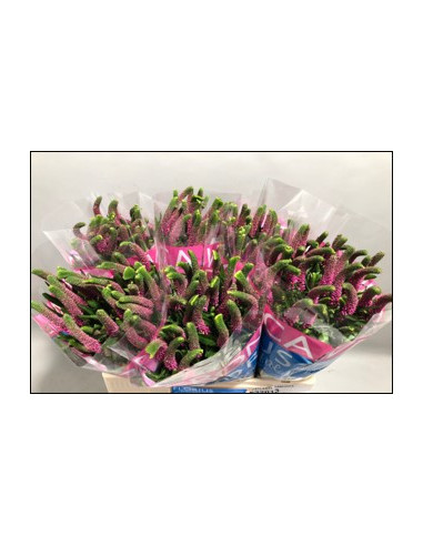 Veronica "Smart Iselle" Pink 150 stems and other Purchase Wholesale veronica. Free Returns & Net 60 Terms on Faire trending on Faire.