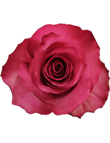 Lola Dark Pink Roses | Vivid Dark‑Pink Roses Wholesale Bulk