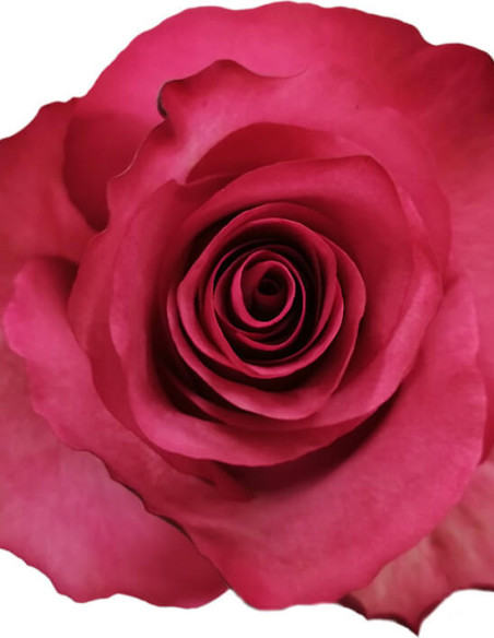 Lola Dark Pink  Roses 50 / 75 / 100 / 200 stems