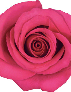 Hot Princess Dark Pink  Roses