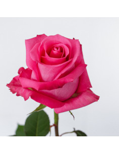 Cotton Candy Hot Pink Roses | Bright Hot‑Pink Roses Wholesale