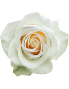 Vendela Cream Rose 50 / 100 / 200 stems 2